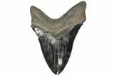 Serrated, Fossil Megalodon Tooth - Huge Tooth #134284-2